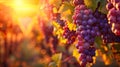 Autumnal Grape Harvest in Vineyard at Sunset Royalty Free Stock Photo