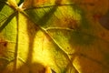 Autumnal grape leaf closeup, macro photo, autumn sunny day