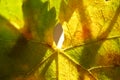 Autumnal grape leaf macro photo, autumn sunny garden