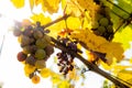 Autumnal grapewine with leaves in opposite light