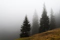 Hillside of spruce trees diminishing in dense fog