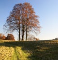 Autumnal group of lime tree