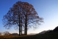 Autumnal group of lime tree