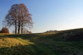 Autumnal group of lime tree