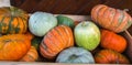 Autumnal harvest of ripened yellow, orange, green pumkins. Motley crop of pumpkins.