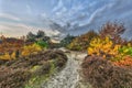 Autumnal heathland trail
