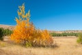 Autumnal landscape with family birch on Ai-Petri mountain tableland