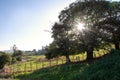 Autumnal landscape of a farm with path in the background, with sun rays of sunset through a chestnut tree Royalty Free Stock Photo