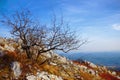 Autumnal landscape of a lonelly bare tree on a mountain top Royalty Free Stock Photo