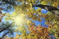 Autumnal landscape. Oak trees, blue sky and sun Royalty Free Stock Photo
