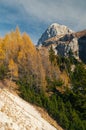 Autumnal larch tree slope with Mangart mountain visible in background Royalty Free Stock Photo