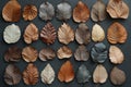 Autumnal Leaf Collection, A Symphony of Hues and Textures Royalty Free Stock Photo