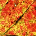 Autumnal leaf detail Royalty Free Stock Photo