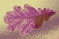 an autumnal leaf digitally altered and colored in violett