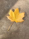 Autumnal leaf fall background Royalty Free Stock Photo