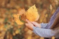 Autumnal leaf in the hands of a little girl. Early autumn, fall October. Yellow autumn leaves. Autumn leaf on a background of tree Royalty Free Stock Photo