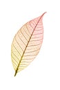 Autumnal leaf isolated on white background Royalty Free Stock Photo