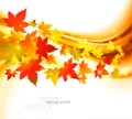 Autumnal leaf of maple