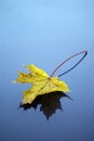 Autumnal leaf and reflection Royalty Free Stock Photo