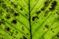 Leaf texture closeup