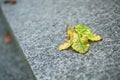 Autumnal leaf on a tomb in cemetery