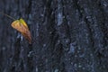 Autumnal leaf and tree trunk Royalty Free Stock Photo