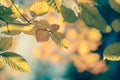 Autumnal leaf vintage background soft focus and color