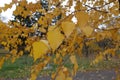 Autumnal leafage of birch in November