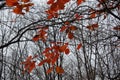 Autumnal leafage of Cotinus coggygria