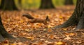 Autumnal leap, A squirrel\'s dynamic dash through the fallen leaves
