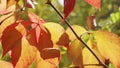 Autumnal leaves blown by the wind closeup Royalty Free Stock Photo