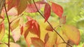 Autumnal leaves blown by the wind closeup Royalty Free Stock Photo