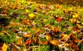 Autumnal leaves in the grass Royalty Free Stock Photo