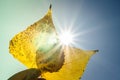 Orange leaves and sunshine