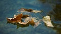 Autumnal leaves on the lake