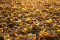 Autumnal leaves of maple tree on the floor Royalty Free Stock Photo