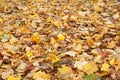 Autumnal leaves of maple tree on the floor Royalty Free Stock Photo