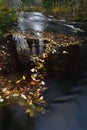 Autumnal leaves on river