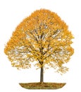 Autumnal linden tree isolated on white background Royalty Free Stock Photo