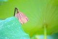 Autumnal lotus seedpod Royalty Free Stock Photo