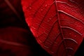 Autumnal Macro leaf red. Generate Ai Royalty Free Stock Photo