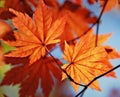 Autumnal maple leaf