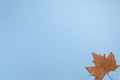 Autumnal maple leaf isolated on blue background. Royalty Free Stock Photo
