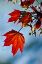 Autumnal Maple leaves