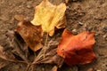 Autumnal maple leaves