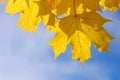 Autumnal maple leaves in blue background Royalty Free Stock Photo