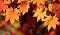 Autumnal maple leaves, fall scene