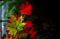 Autumnal maple leaves