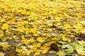 Autumnal maple leaves in sun light on path in autumnal park