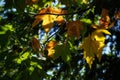 Autumnal maple leaves on the trees in Morarilor Park Royalty Free Stock Photo